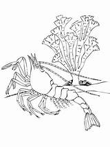 Colorare Crustacean Gambero Disegni Ausmalbilder Garnele Krustentier Gamberi Decapod Bambini Freshwater Pagine Crostacei Immagini Designlooter Onlinecoloringpages sketch template