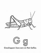 Insect sketch template