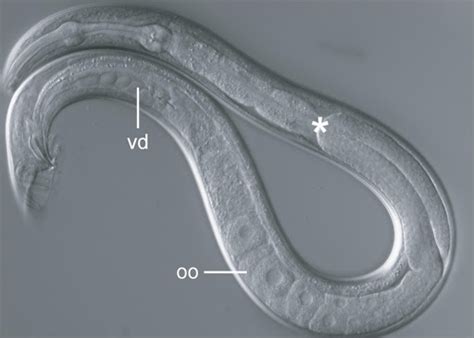 killer sperm means worms that mate with wrong species are doomed