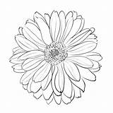 Crisantemo Fiore sketch template