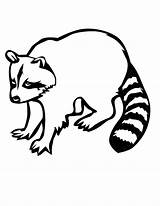 Raccoon Coloring Pages Printable Racoon Cute Kids Mario Drawing Clipart Easy Colouring Cartoon Print Line Template Cliparts Racoons Clip Drawings sketch template