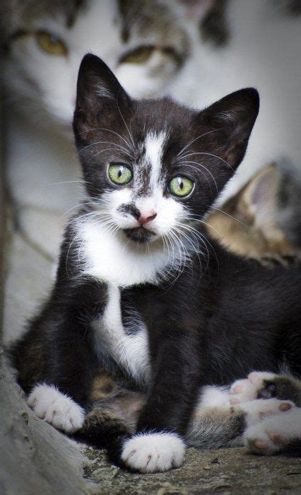 cute black and white kitten catgatos pretty cats cute