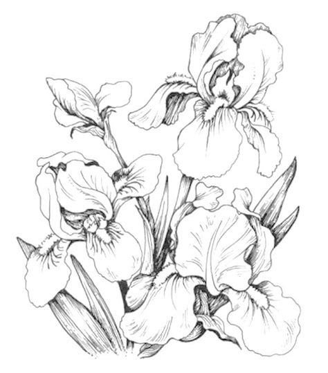 coloring page flower drawing iris drawing drawings