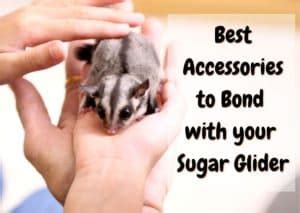 accessories  bond   sugar glider  update  pet savvy