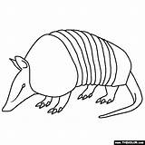 Armadillo Coloring Pages Rainforest Animals Jungle Color Armadillos Thecolor Choose Board Sheets Kids Gif sketch template