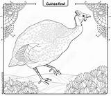 Guinea Fowl sketch template