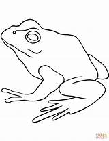Bullfrog American Coloring Frog Pages Drawing Bull Coqui sketch template