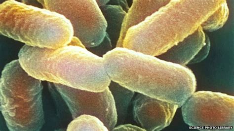 novel antibiotic class created bbc news
