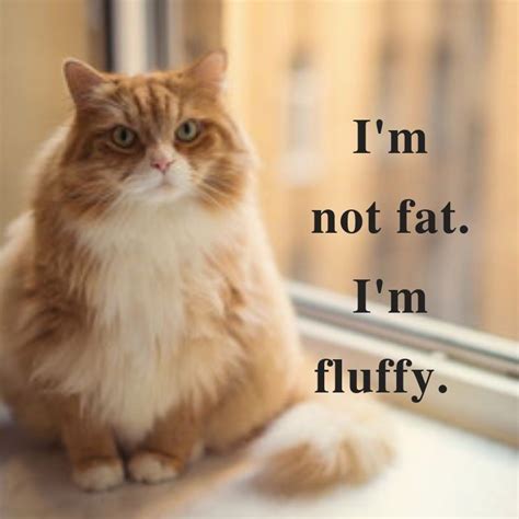fluffy cats memes cat memes fluffy cat cat lovers