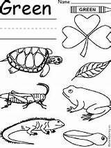 Green Worksheet Color Colors Coloring Worksheets Crafts Preschool Things Kindergarten Activities Kids Print Enchantedlearning Drawing Learning Frog Crayon Turtle Theme sketch template