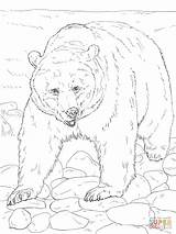 Coloring Animals Arctic Pages Printable Comments sketch template