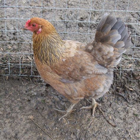 pams backyard chickens breed profile ameraucana