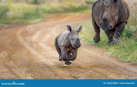 baby rhino running stock photo image   white