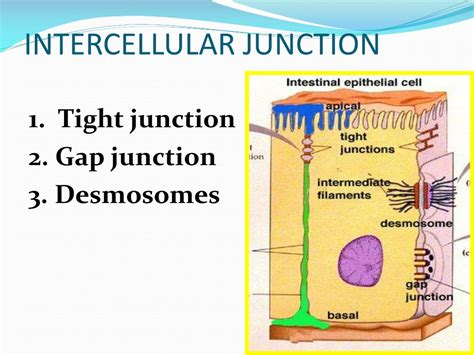 cell junctions powerpoint    id