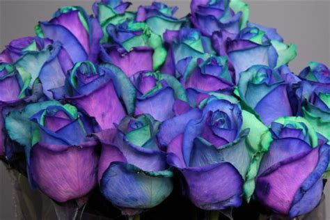 blue purple roses image 160910 on