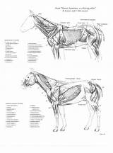 Anatomie Pferde Gore Horsemanship Muskulatur Veterinary Muscles Anatomical Anatomia Veterinaria Skeleton Pferd sketch template