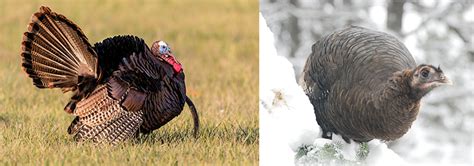 wild turkey fact sheet