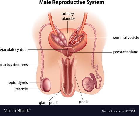 anatomy of the male reproductive system royalty free vector