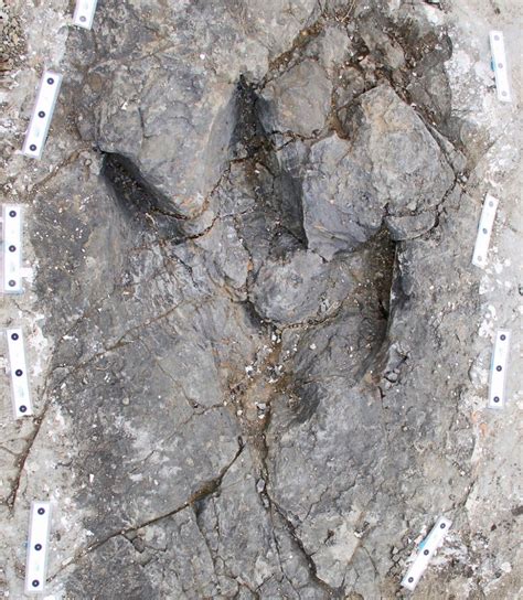 fossil footprints   bc paint  picture   rex ctv news