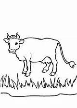 Lembu Vacas Kertas Mewarna Halaman Haiwan Kidipage sketch template