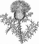 Weeds Thistle sketch template