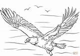 Eagle Coloring Bald Pages Wings Spread Printable Flying Drawing Kids sketch template