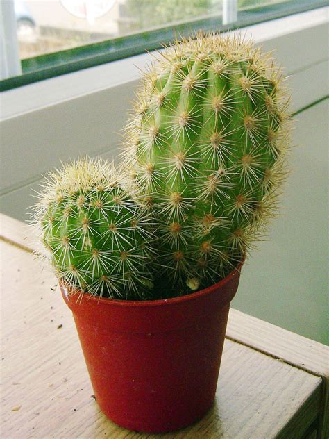 small indoor cactus plants  sale