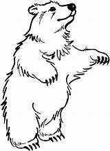 Bear Coloring Pages sketch template