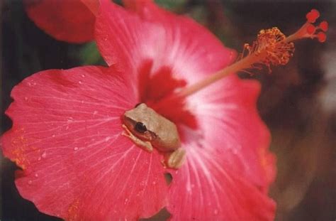 el coqui de puerto rico flowersgardens pinterest