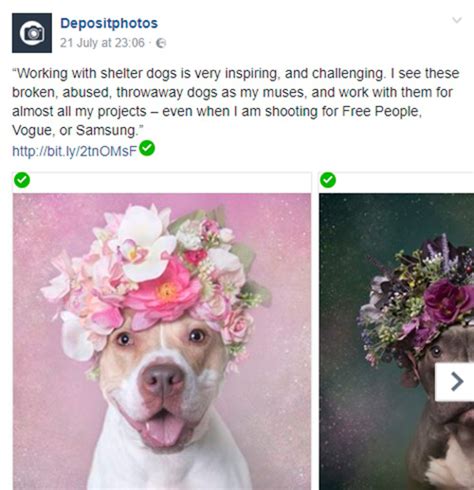 types  facebook posts     engage  audience crello