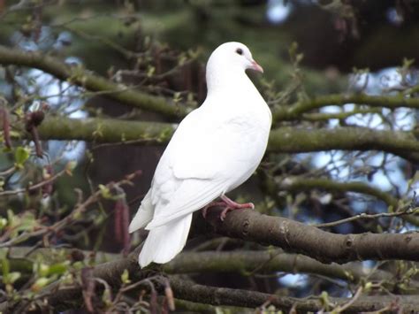 white dove  colin smith geograph britain  ireland