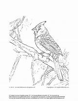 Cardinal Getdrawings Sheets Bird sketch template