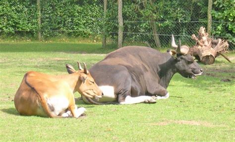 bull breeds healthy food