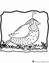 Quail Coloring Pages Manna Animal Jr Kids Heaven Popular Template Moses sketch template