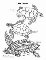 Coloring Sea Turtles sketch template