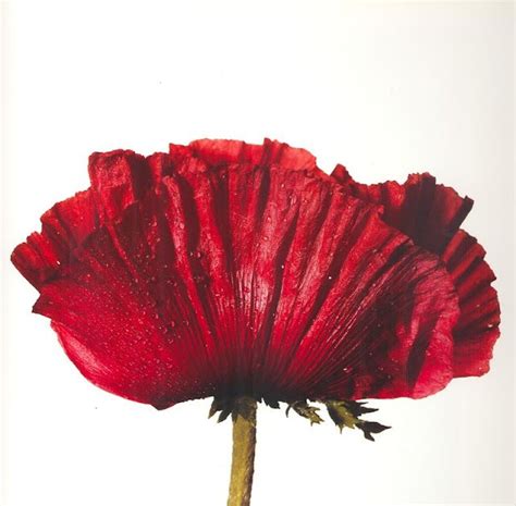 Poppy Glowing Embers 1968 Irving Penn I Stare At