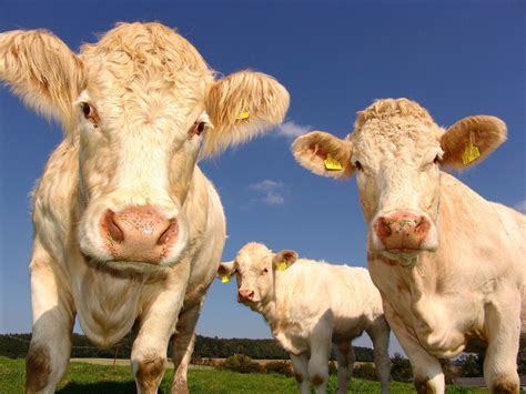 baeuerliche landwirtschaft gruene muehldorfde