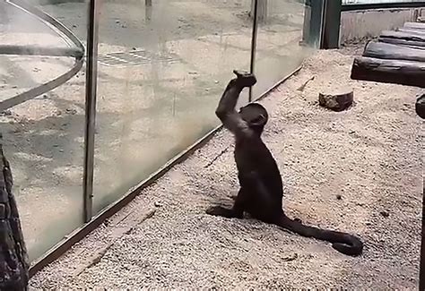 caged monkey smashes zoo enclosure glass wall  stone viraltab