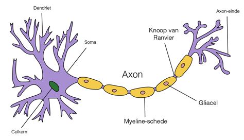 axon brainmatters