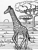 Giraffe Jirafa Divertido Colorir Animales Jirafas Giraffes Bestcoloringpagesforkids Sampletemplatess Template Getcolorings sketch template