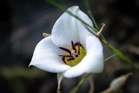Sego Lily Flower Photograph By Nathan Lofland Fine Art America