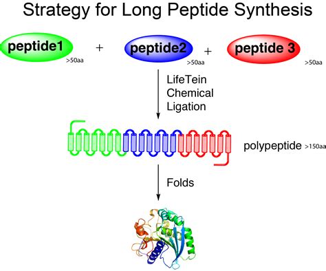 long peptide synthesis  ligation lifetein peptide blog
