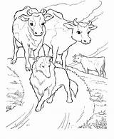 Cow Pages Coloring Kids Printable sketch template