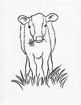 Calf Coloring Cow Drawing Getdrawings Samanthasbell sketch template