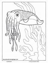 Coloring Cuttlefish Ocean Pages Sea Colouring Fish Printable Animal Book Animals Kids Realistic Sheets Life Books Au Colouringpages Adult Drawings sketch template