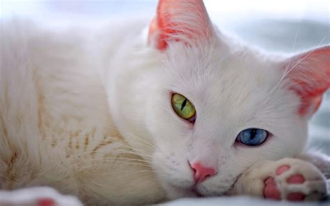 cute white cat desktop wallpapers hd desktop  mobile backgrounds
