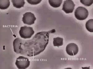 bacteria gifs find share  giphy