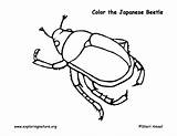 Coloring Beetle Beetles Japanese Designlooter Pdf Drawings Exploringnature 612px 61kb sketch template
