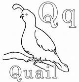 Quail Coloring Letter Pages Worksheets Choose Board Animal Wwe Kids sketch template