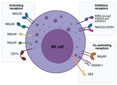 cells  full text enhancing  natural killer modification  nk